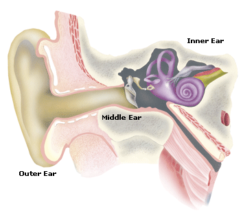Types of Hearing Loss - Overview of the outer, middle and inner ear